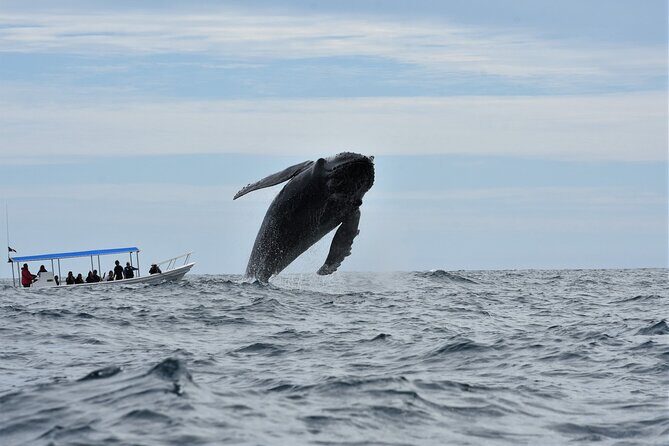 Cabo San Lucas Whale Watching Tour with Photos Included - Authentic Experiences from Travelers