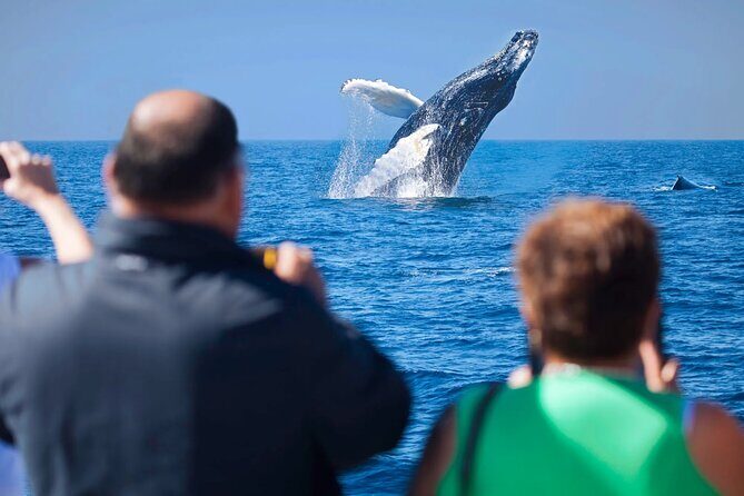 Cabo Whale Watching Cruise - Key Points