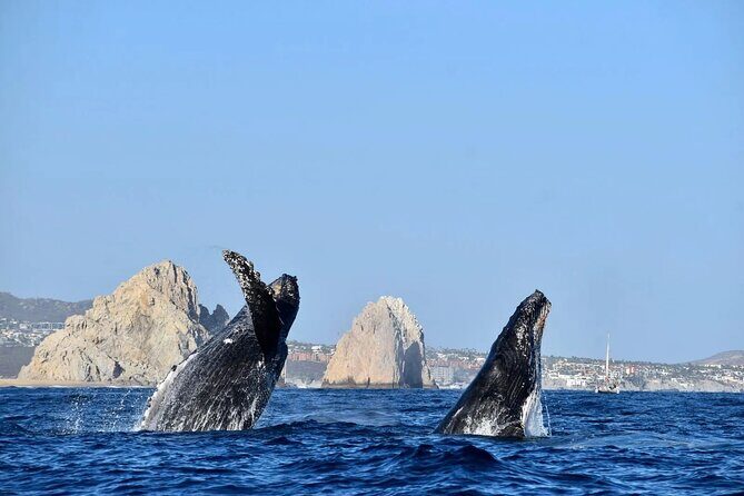 Cabo Whale Watching Cruise - The Practical Side: Transportation, Price, and Booking