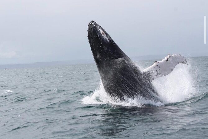 Cabo Whale Watching Tour: 2 Hours at Arch & Lovers Beach - A Detailed Look at the Cabo Whale Watching Tour