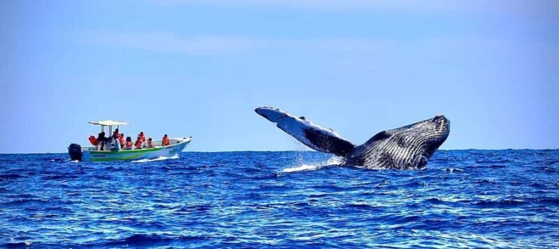 Cabo: Whale-Whatching Boat Trip w/ All-Women Crew and Photos - An Authentic and Respectful Encounter with Whales