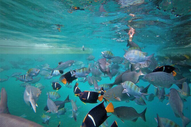 Cabo Wonders: Snorkeling at the Arch in Cabo - An Overview of the Cabo Wonders Snorkeling Tour