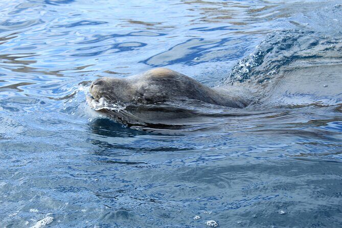 Cabo Wonders: Snorkeling at the Arch in Cabo - Practical Tips for Future Participants