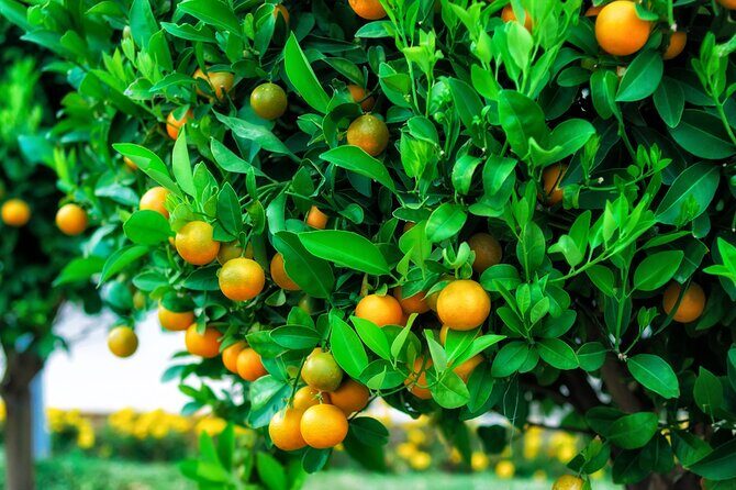 Cabrio Bus Safari at the Taurus Mountains from Side - Who Should Consider This Tour?