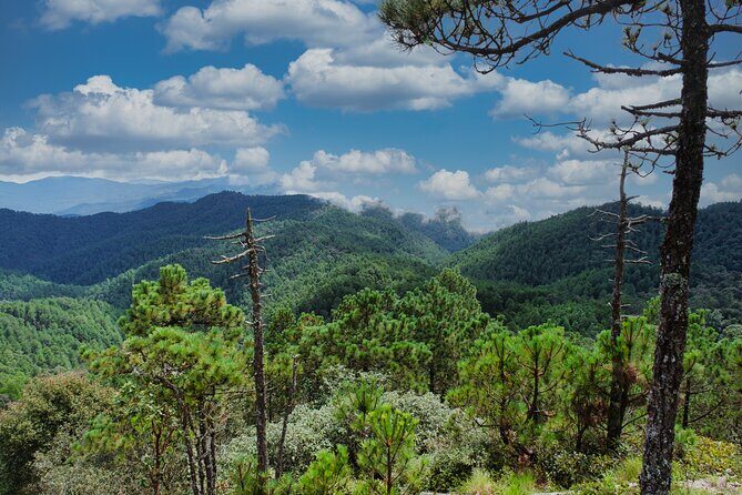 Cacao day experience from the wood to your cup! - An In-Depth Look at the Cacao Day Experience