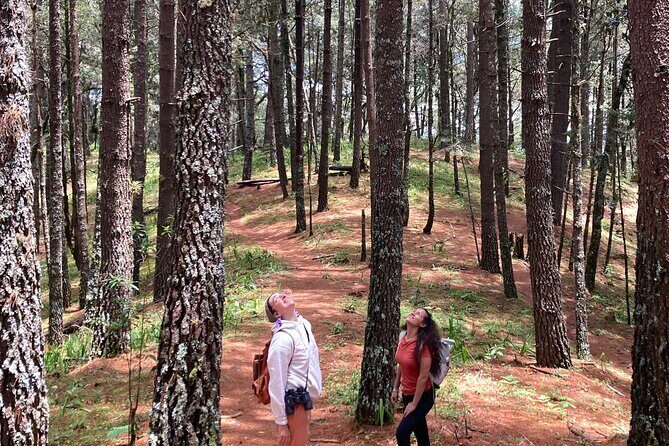 Cacao day experience from the wood to your cup! - The Sum Up