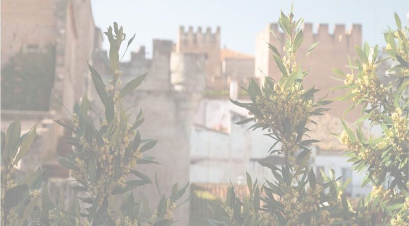 Cáceres: City Highlights Walking Tour with Local Guide - Exploring Cáceres: What the Tour Includes and What to Expect