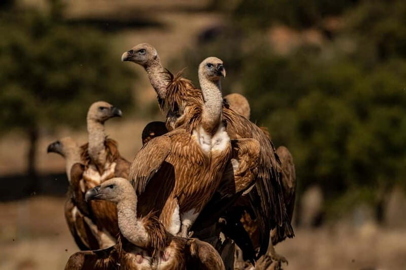 Cáceres: Monfrague Wildlife Full-Day Tour - Practical Details and Value
