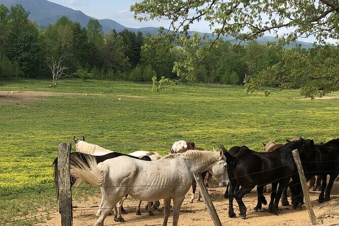 Cades Cove Jeep Tour - Introduction