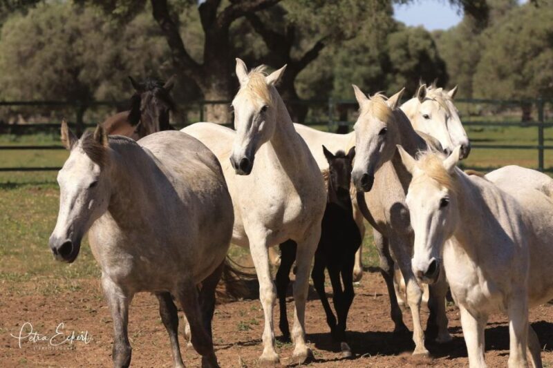 Cadiz: Andalusian Horses and Bulls Country Show - Key Points