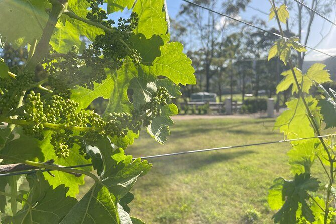 Caels Gate Wine and Cheese Tasting in Hunter Valley - FAQ about Caels Gate Wine and Cheese Tasting