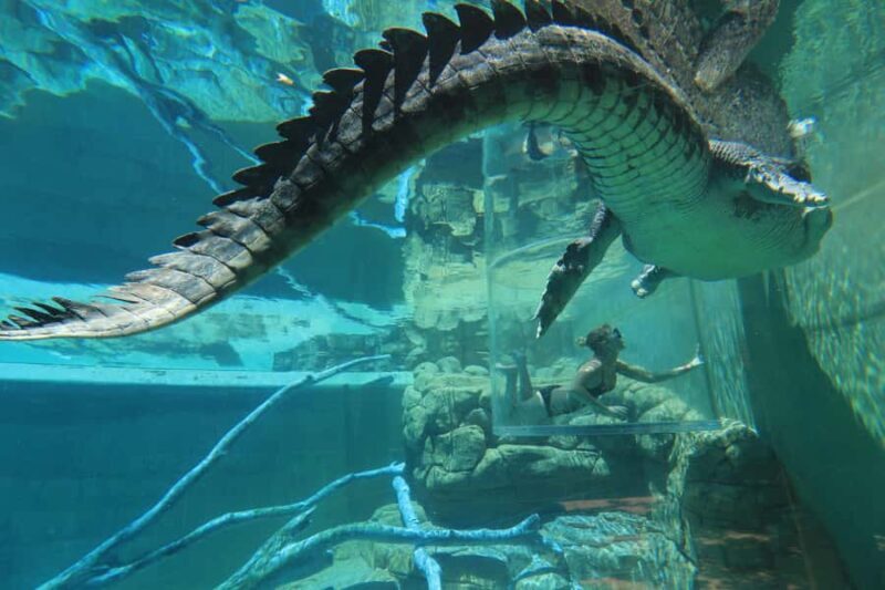 "Cage Of Death" Crocodile Swim and Entry to Crocosaurus Cove - Key Points