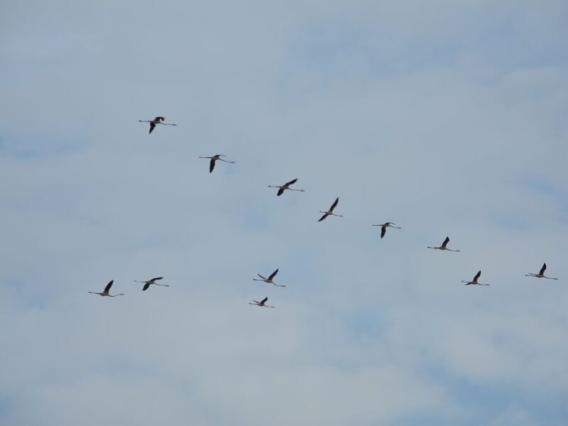 Cagliari: Bike Tour in the Flamingo Oasis - Key Points