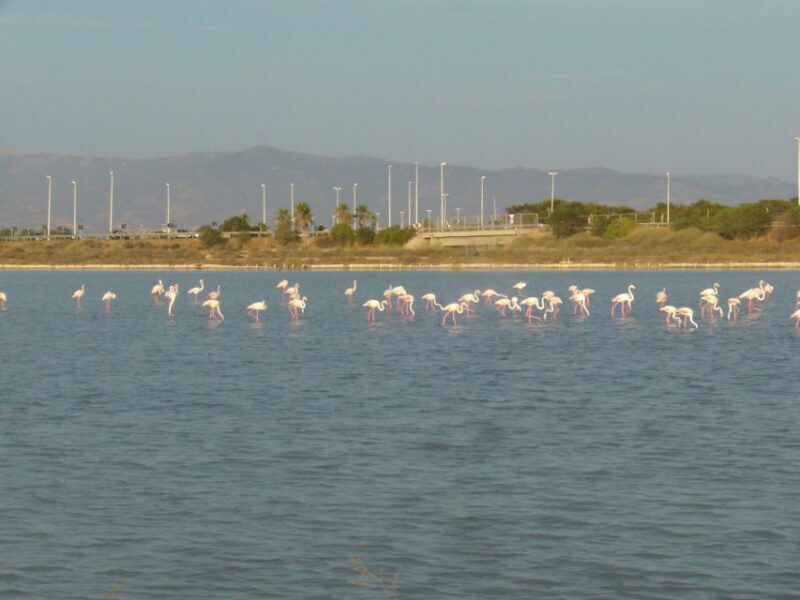 Cagliari: Bike Tour in the Flamingo Oasis - A Detailed Look at the Experience