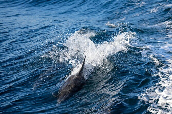 Cagliari: Boat tour with swim stops, Snorkeling & Prosecco - The Sum Up