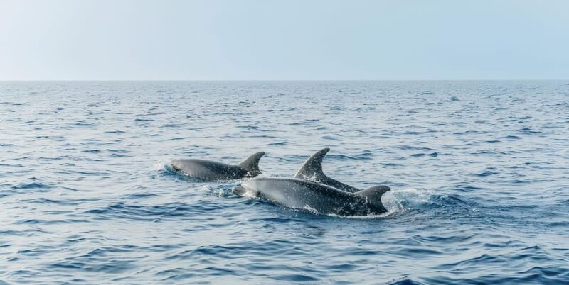 Cagliari: Devil's Saddle Boat Tour with Spritz and Chips - The Experience Through Reviewers’ Eyes