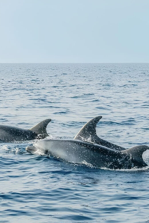 Cagliari: Devil's Saddle Boat Tour with Spritz and Chips - The Sum Up