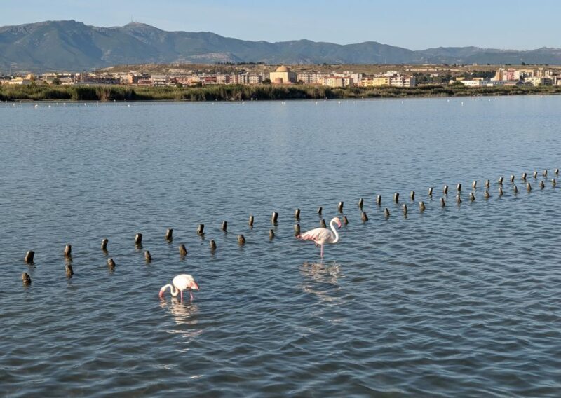Cagliari E-Bike Tour: Canals & Flamingos at Molentargius - Final Words: Is This Tour Right for You?