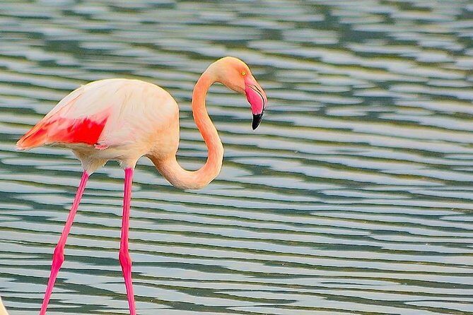 Cagliari: Quad Adventure Experience from Chia - The Sum Up