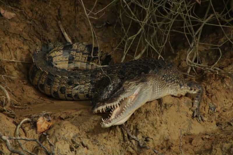 Cairns: 2-Day Atherton Tablelands & Cape Tribulation Tour - Why This Tour Stands Out