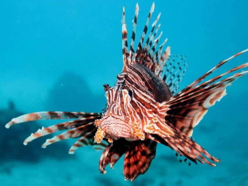 Cairns: 2-Day Great Barrier Reef Dive and Snorkel Boat Trip - Final Summary