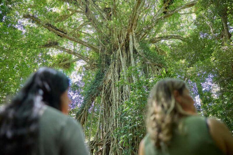 Cairns: Aboriginal Cultural Discovery Tour - The Sum Up