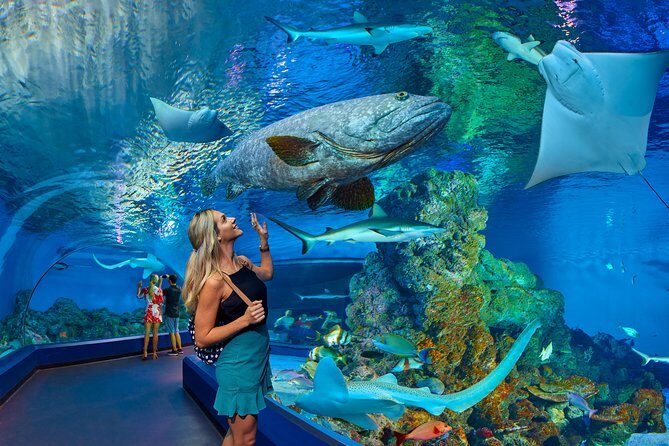 Cairns Aquarium Admission Ticket - Analyzing the Value