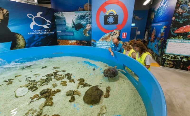 Cairns: Aquarium Entry Ticket and Turtle Rehabilitation Tour - Key Points