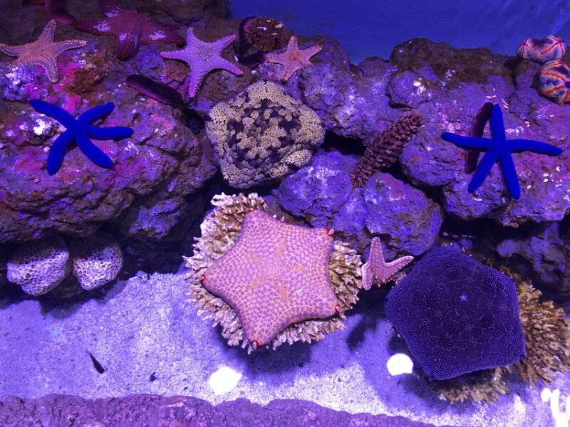 Cairns Aquarium General Admission Ticket - How the Visit Unfolds