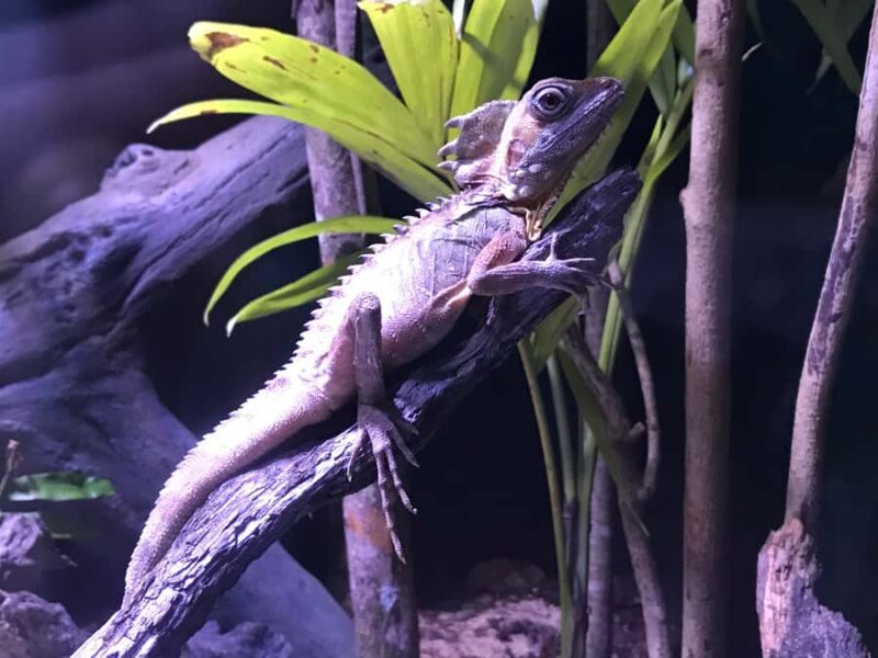 Cairns Aquarium General Admission Ticket - Reviews in Context