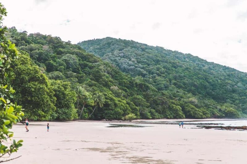 Cairns: Cape Tribulation & Daintree Rainforest Premium Tour - A Deep Dive Into the Tour Itself