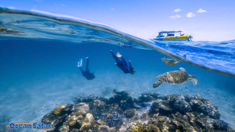 Cairns: Daintree Rainforest 2-Day with Optional Extras - An In-Depth Look at the 2-Day Daintree Rainforest Tour