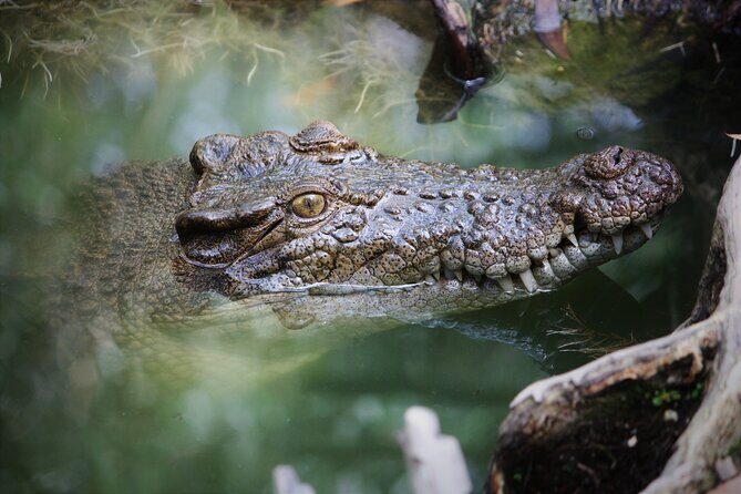 Cairns Daintree Rainforest and Cape Tribulation 2-Day Tour - Frequently Asked Questions