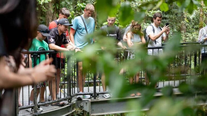 Cairns: Daintree Rainforest and Mossman Gorge Tour - Key Points