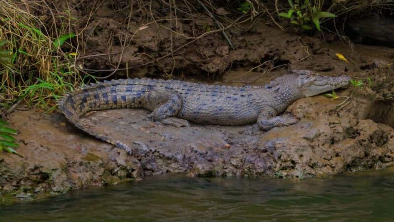 Cairns: Daintree Rainforest and Mossman Gorge Tour - Who Will Love This Tour?