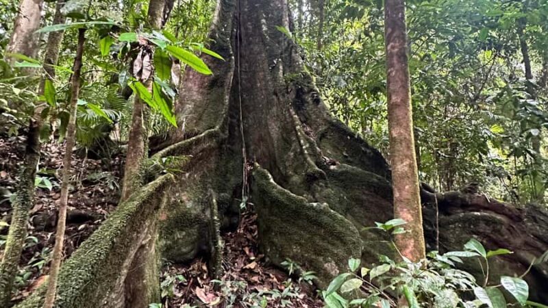 Cairns: Daintree River Cruise and Mossman Gorge - Key Points