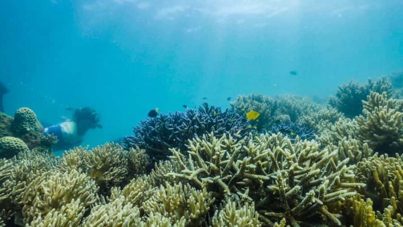 Cairns: Fitzroy Island Ferry with Optional Lunch & Activity - Who Should Consider This Trip?