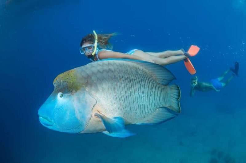 Cairns: Great Barrier Reef Cruise & 10 Minute Helicopter - Authentic Reviews and What Travelers Say