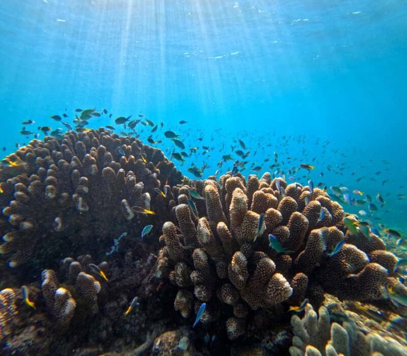 Cairns: Great Barrier Reef Half-Day Snorkelling Tour - Key Points