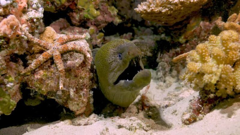 Cairns: Great Barrier Reef Overnight Snorkelling Boat Trip - Practical Details and Considerations