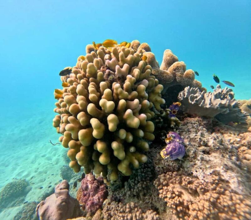 Cairns: Great Barrier Reef Small Group Snorkelling Tour - The Experience and Value for Money
