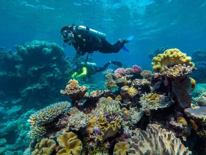 Cairns: Green Island Full-Day Tour with Diving - Who Should Consider This Tour?
