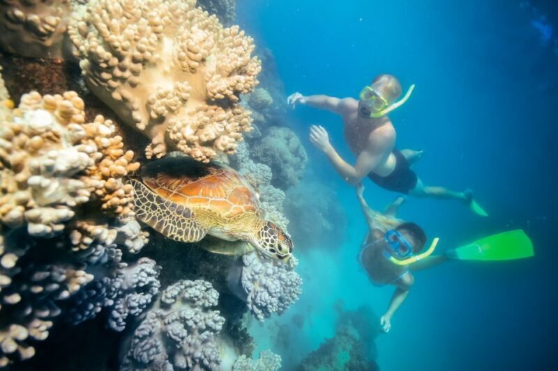 Cairns: Green Island Snorkelling or Glass Bottom Boat - In-Depth: Why This Tour Works for Travelers