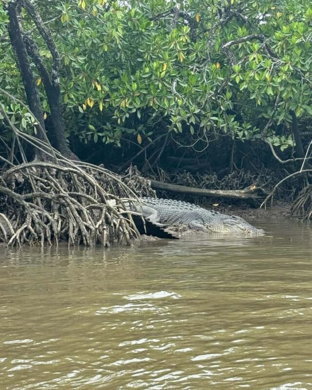 Cairns: Guided Jetski Tour 30 or 60 min - Cairns: Guided Jetski Tour 30 or 60 min — A Practical and Exciting Water Adventure