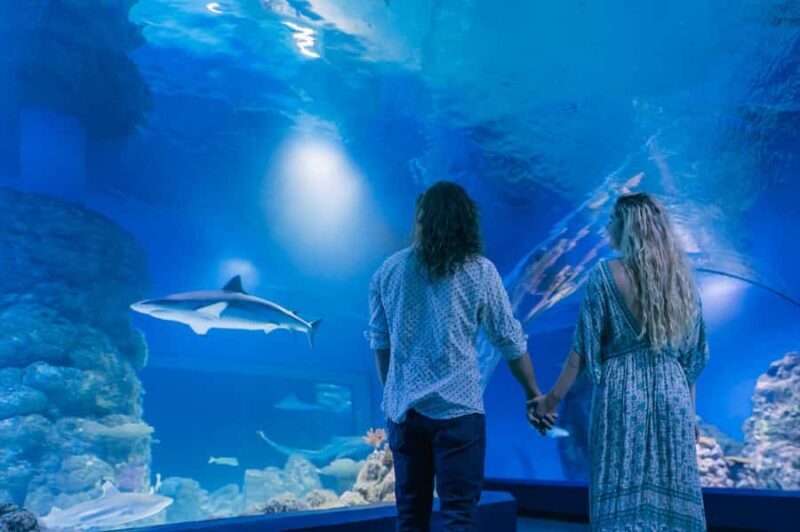 Cairns: Guided Twilight Tour of the Aquarium - Authentic Perspectives from Reviewers