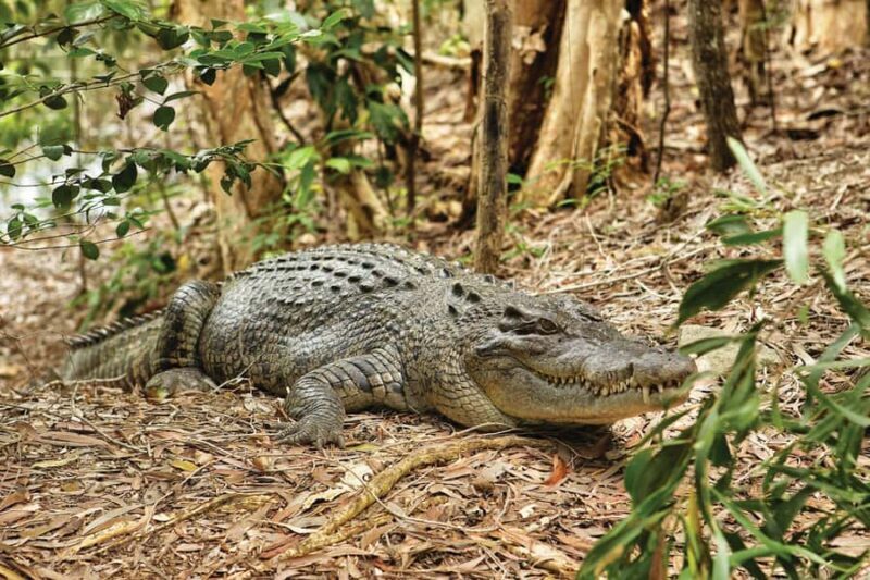 Cairns: Hartley's Crocodile Adventures Visit with Transfer - Dining and Facilities