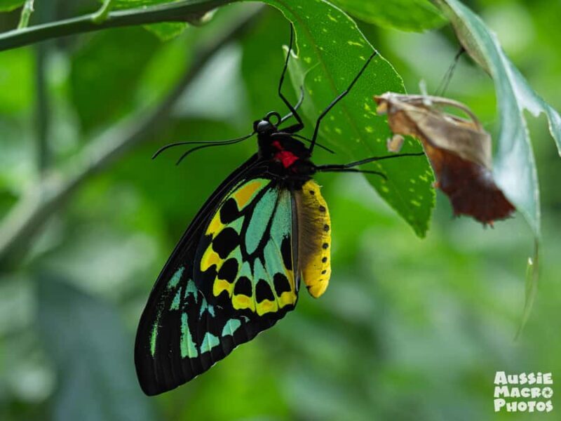 Cairns: Insect Photography Tour of Cairns Botanic Gardens - A Close Look at the Cairns Insect Photography Tour