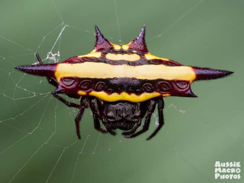 Cairns: Insect Photography Tour of Cairns Botanic Gardens - Final Thoughts