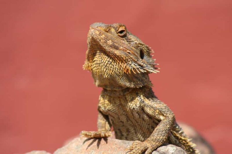 Cairns: Koalas and Creatures Entry Ticket - A Closer Look at Cairns: Koalas and Creatures