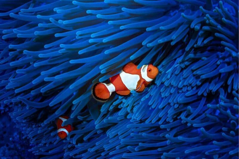 Cairns Koalas and Creatures Entry Ticket with Koala Photo - The Sum Up